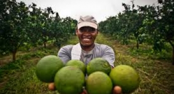 PIB Agropecuário terá crescimento de 10,9% este ano